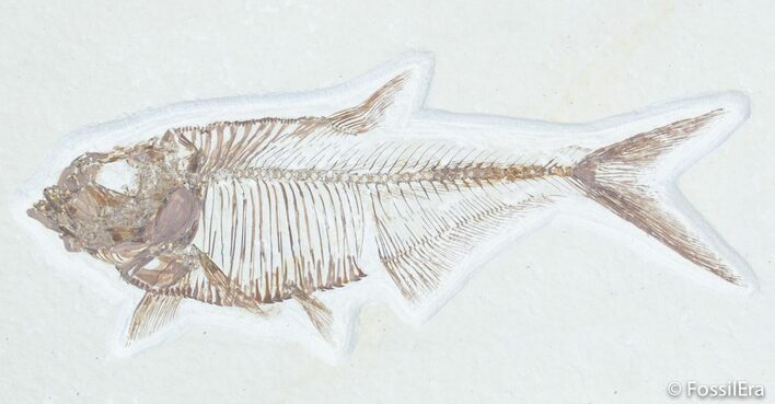Detailed / Inch Diplomystus Fossil Fish #3091